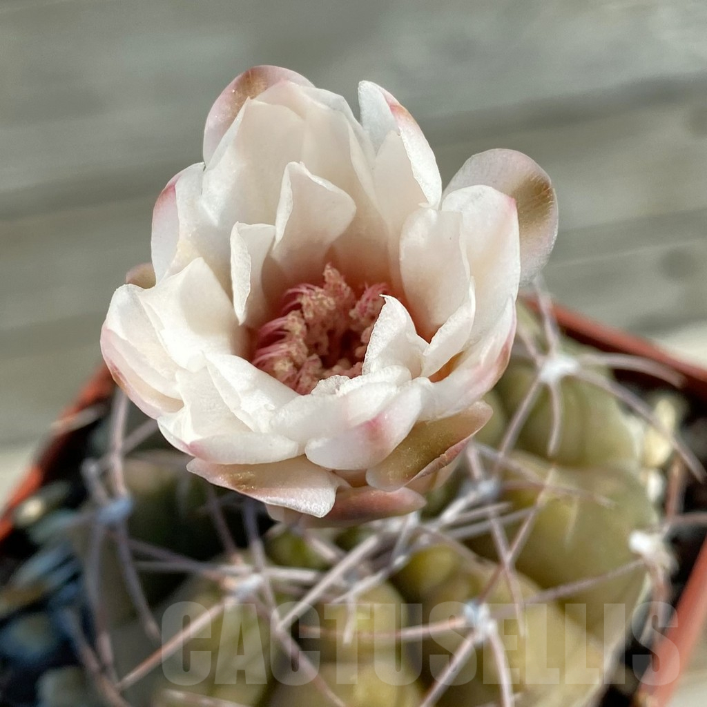 SH12767 Gymnocalycium ferrarii P 136