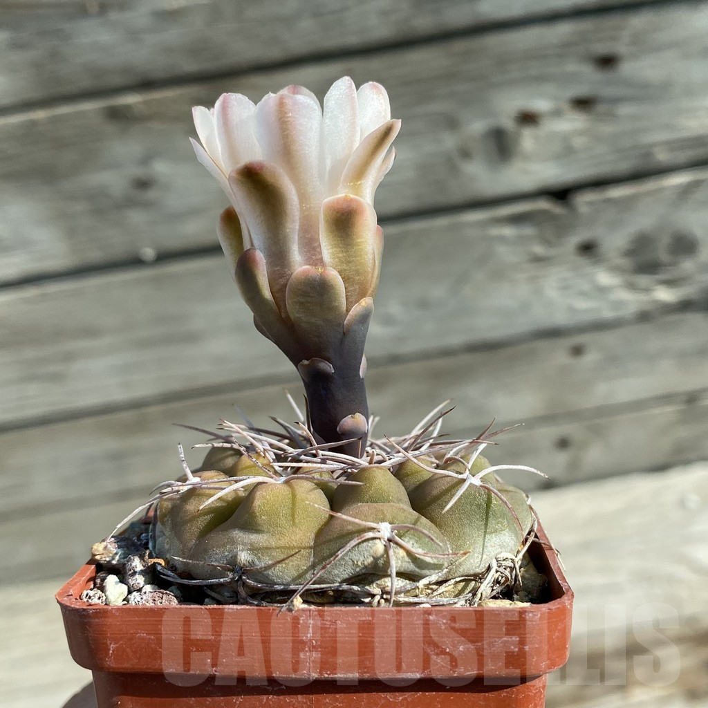 SH12767 Gymnocalycium ferrarii P 136 - immagine 2
