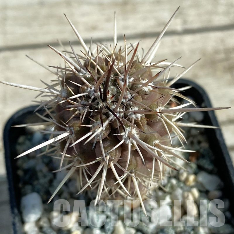 SH12770 Neochilenia simulans