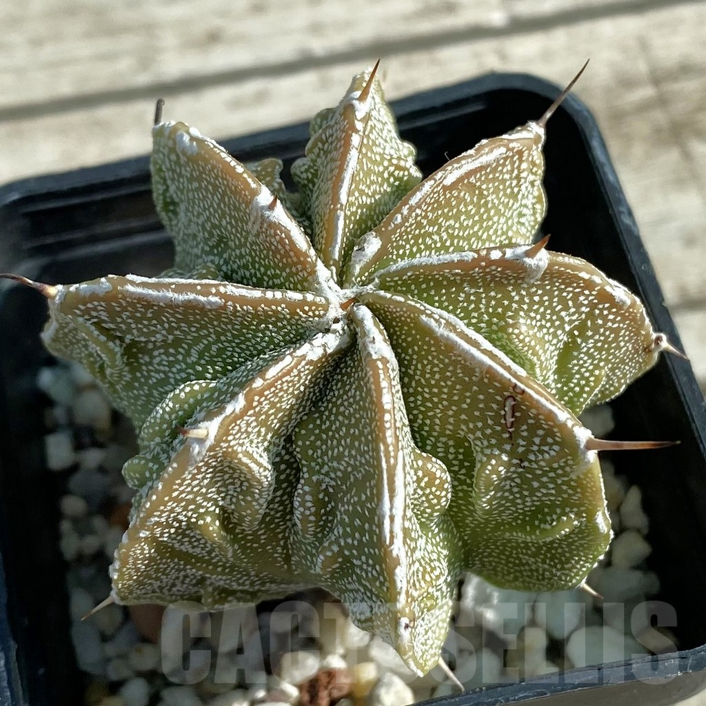 SH12771 Astrophytum ornatum 'Fukuryu'
