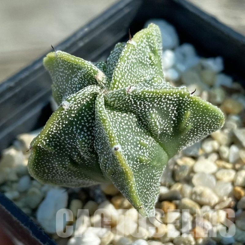 SH12772 Astrophytum myriostigma ‘Fukuryu’