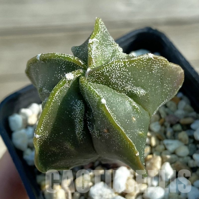 SH12773 Astrophytum myriostigma v. multicostatum