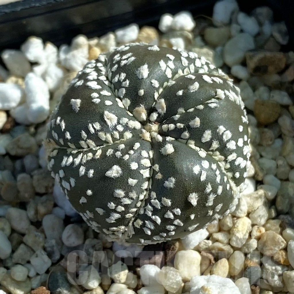 SH12775 Astrophytum asterias 'Super Kabuto' hybrid, 5-ribs