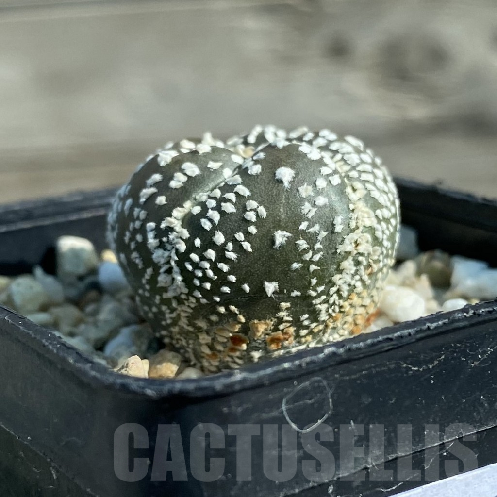 SH12775 Astrophytum asterias 'Super Kabuto' hybrid, 5-ribs - 画像 (2)