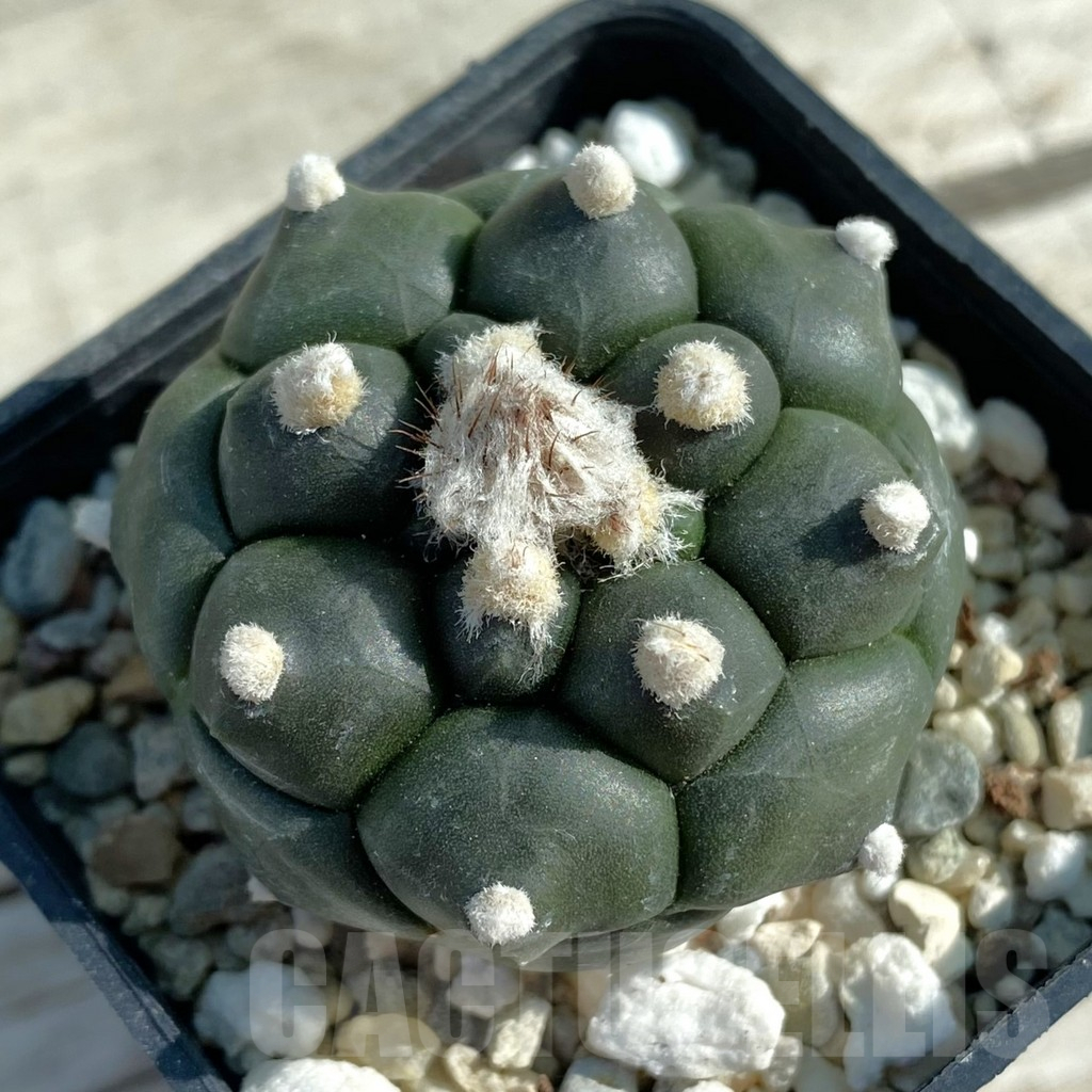 SH12776 Astrophytum asterias 'Kikko'