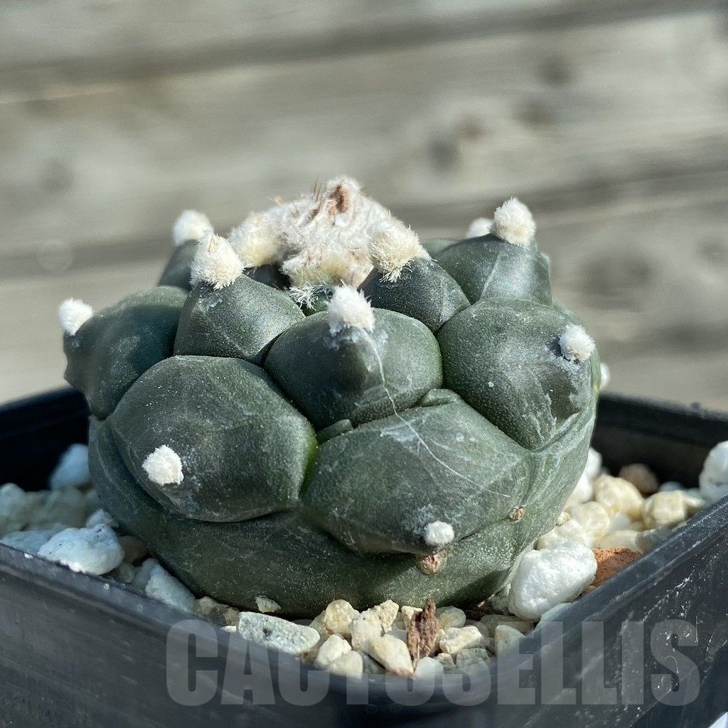 SH12776 Astrophytum asterias 'Kikko' - Image 2