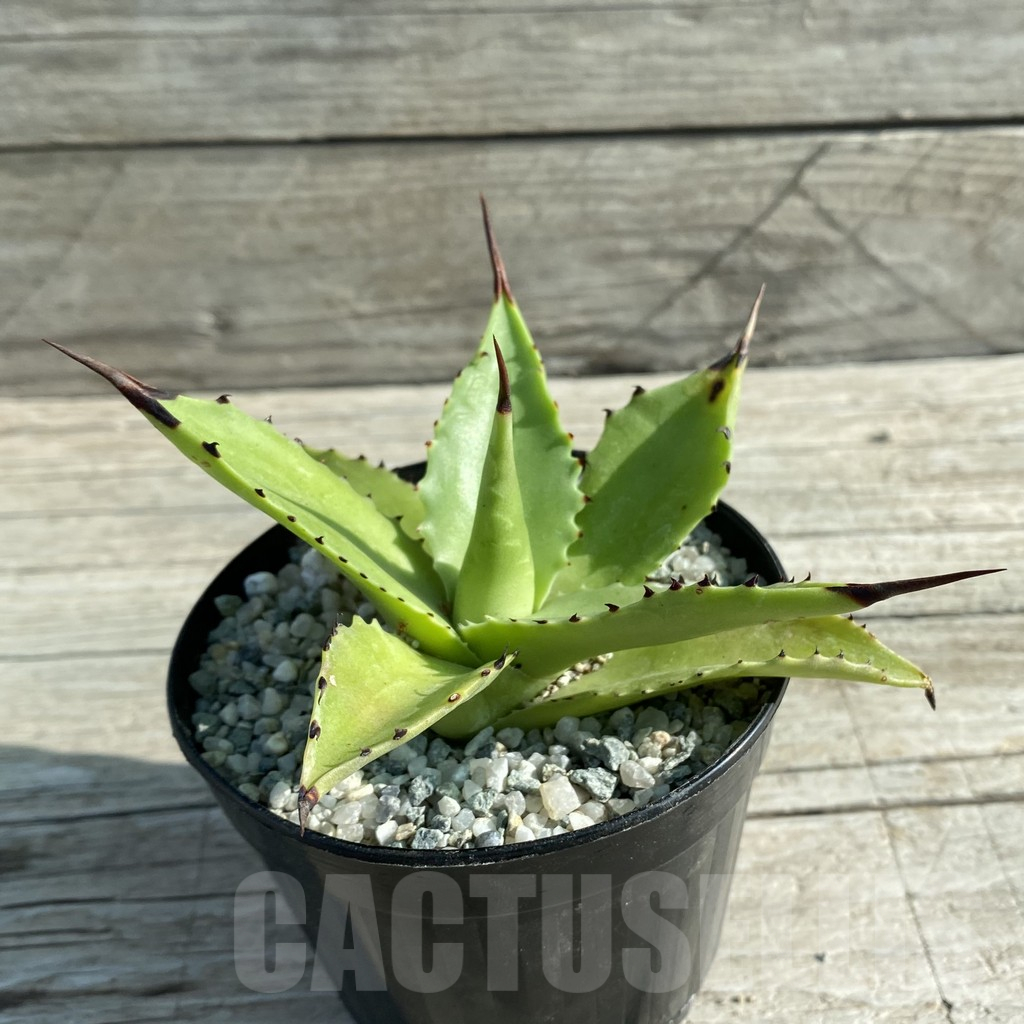 SH12753 Agave sp. magnifica - Image 2