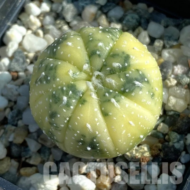 SH12777 Astrophytum asterias f. variegata