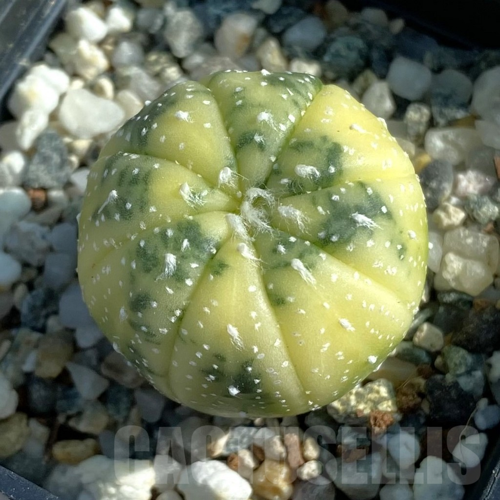 SH12777 Astrophytum asterias f. variegata