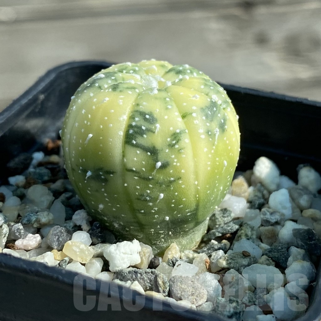 SH12777 Astrophytum asterias f. variegata - Image 2