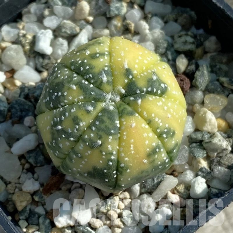 SH12778 Astrophytum asterias f. variegata