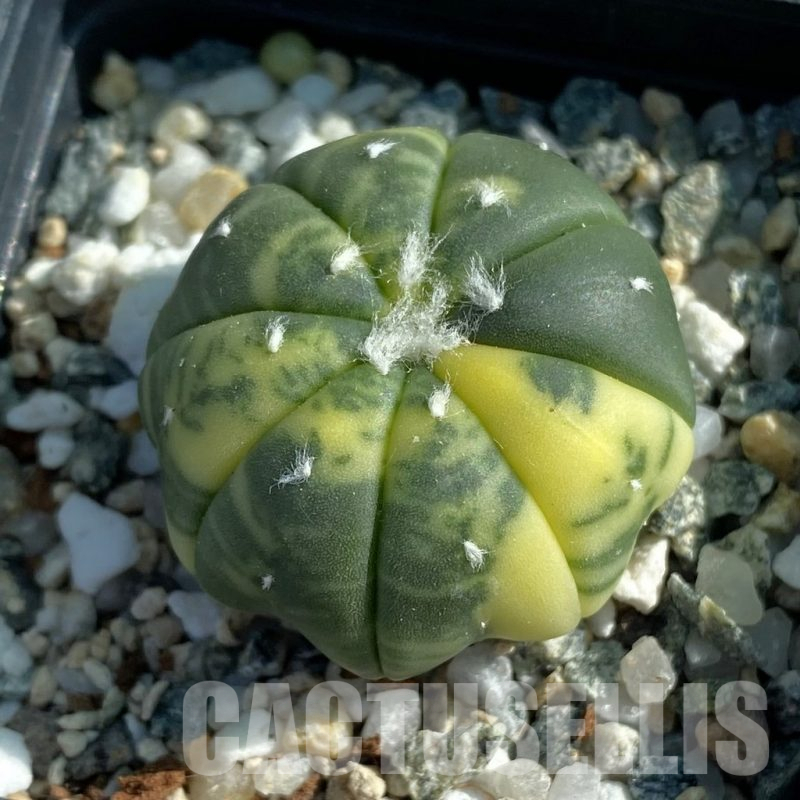 SH12779 Astrophytum asterias f. variegata
