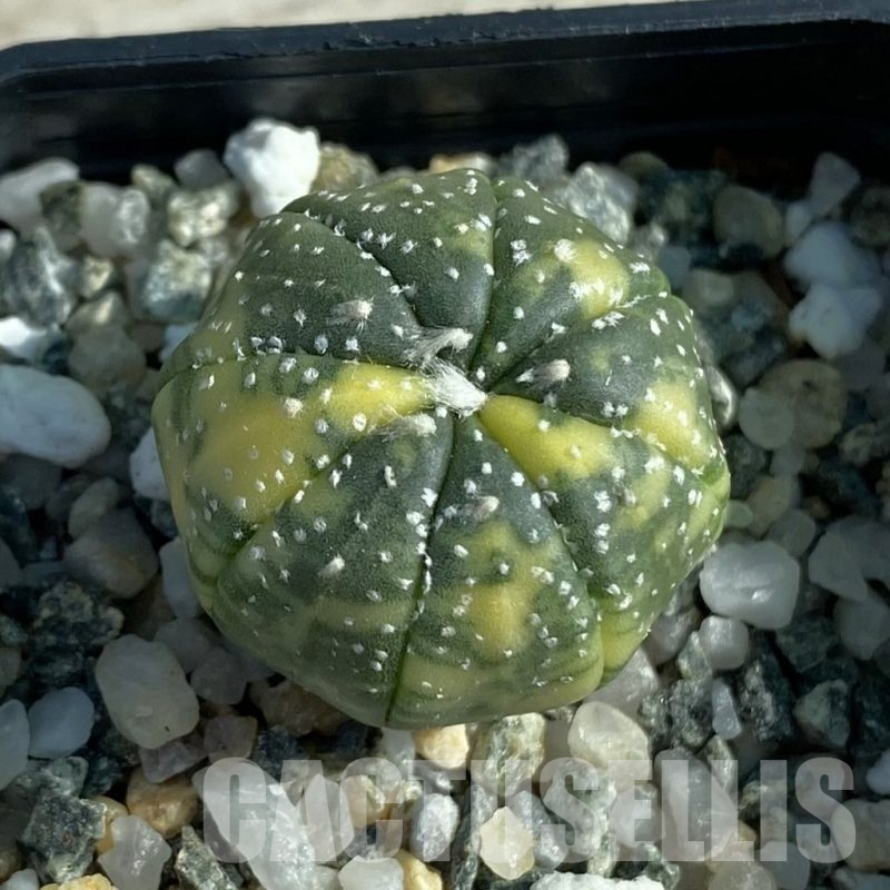 SH12780 Astrophytum asterias f. variegata