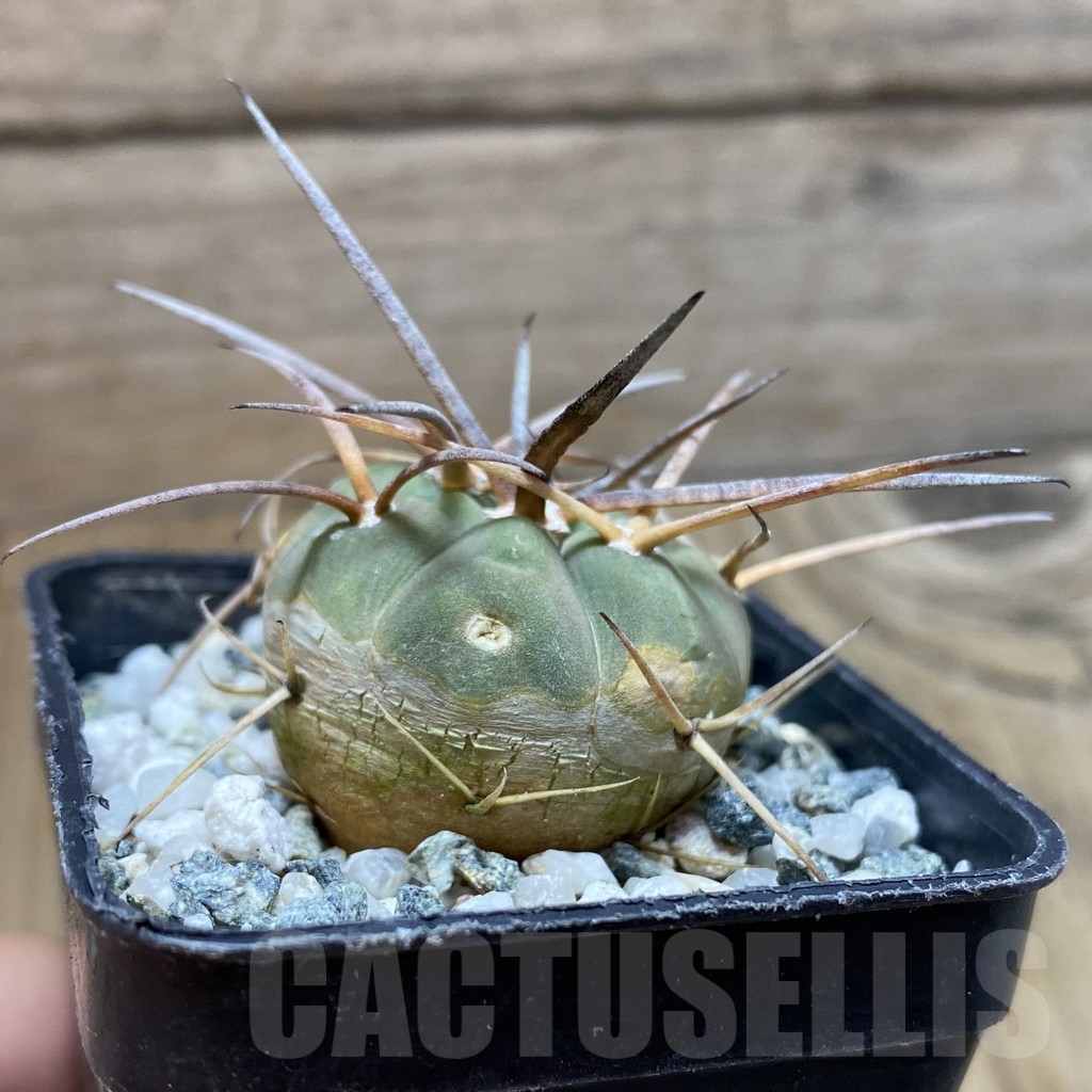 SH12917 Gymnocalycium armatum MOS 375 - 画像 (2)