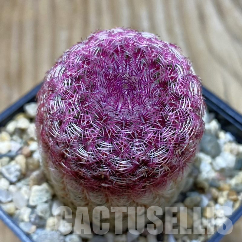 SH12920 Echinocereus rigidissimus v. rubispinus