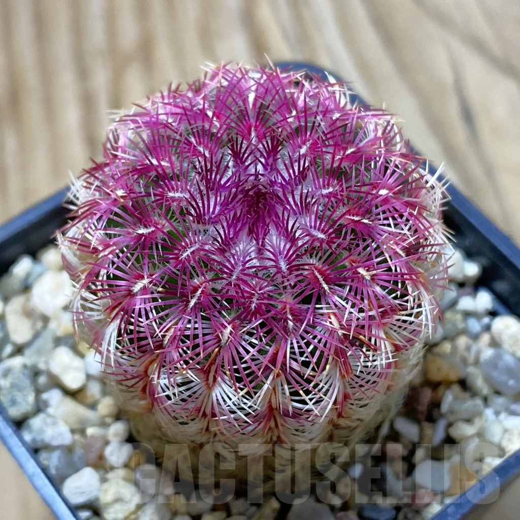SH12921 Echinocereus rigidissimus v. rubispinus