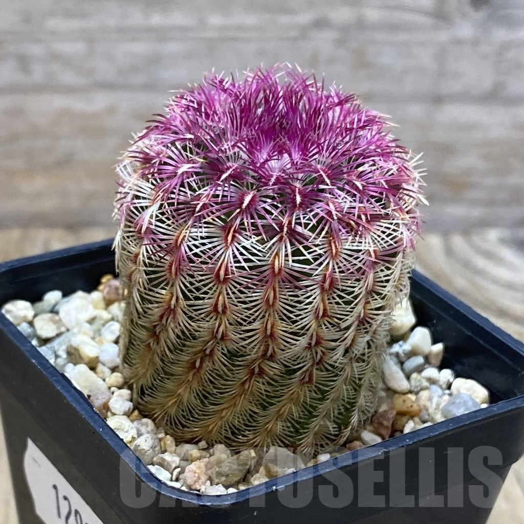 SH12921 Echinocereus rigidissimus v. rubispinus - immagine 2