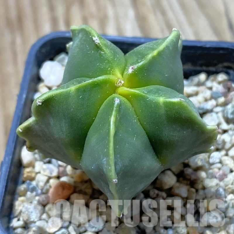SH12923 Astrophytum myriostigma 'Kikko'