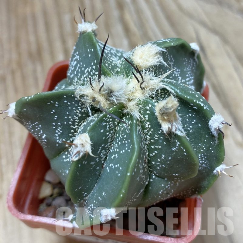 SH12924 Astrophytum CAPOR