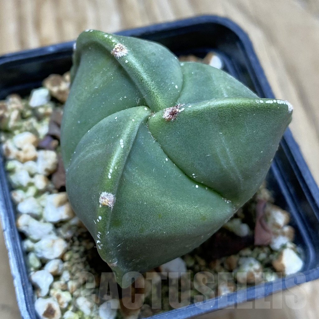 SH12925 Astrophytum myriostigma v. tricostatum nudum