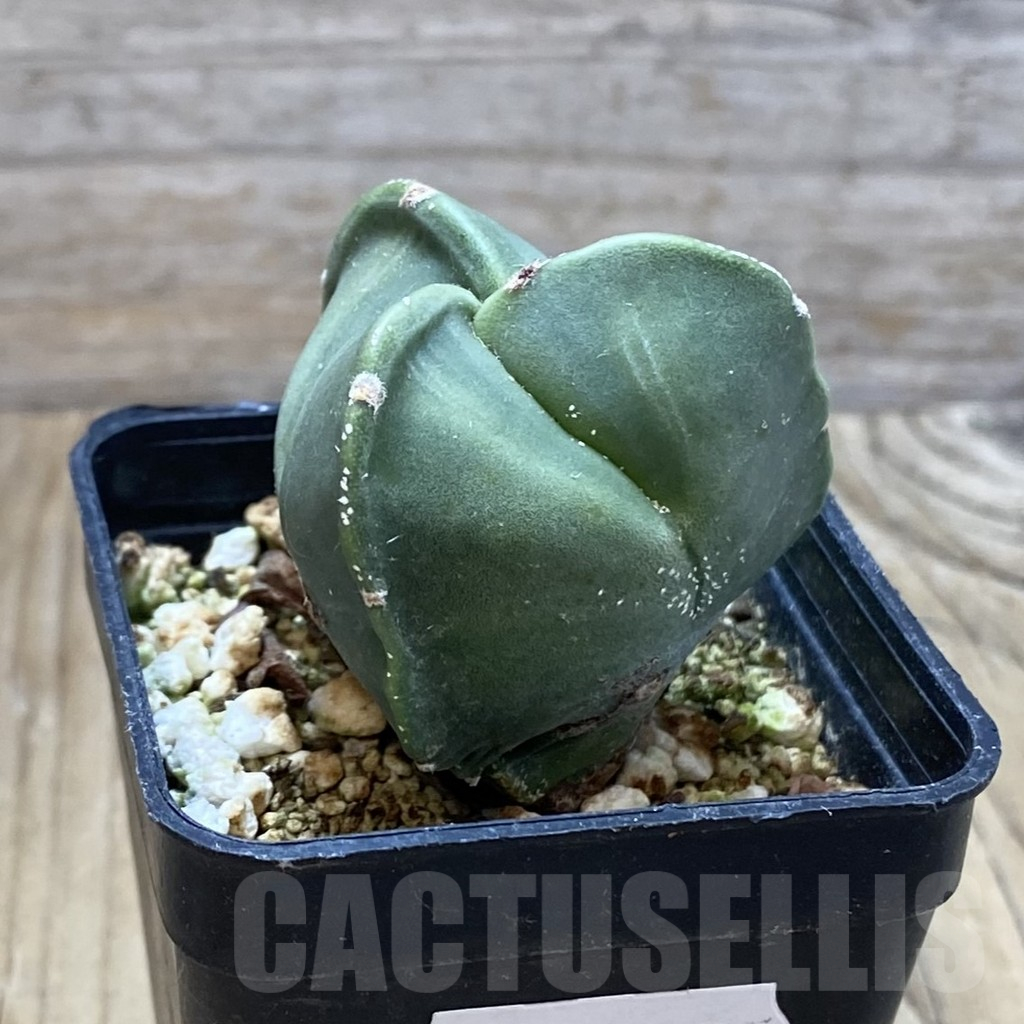 SH12925 Astrophytum myriostigma v. tricostatum nudum - Obrázek 2