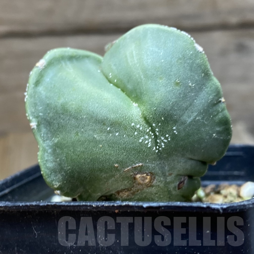 SH12925 Astrophytum myriostigma v. tricostatum nudum - Obrázek 3