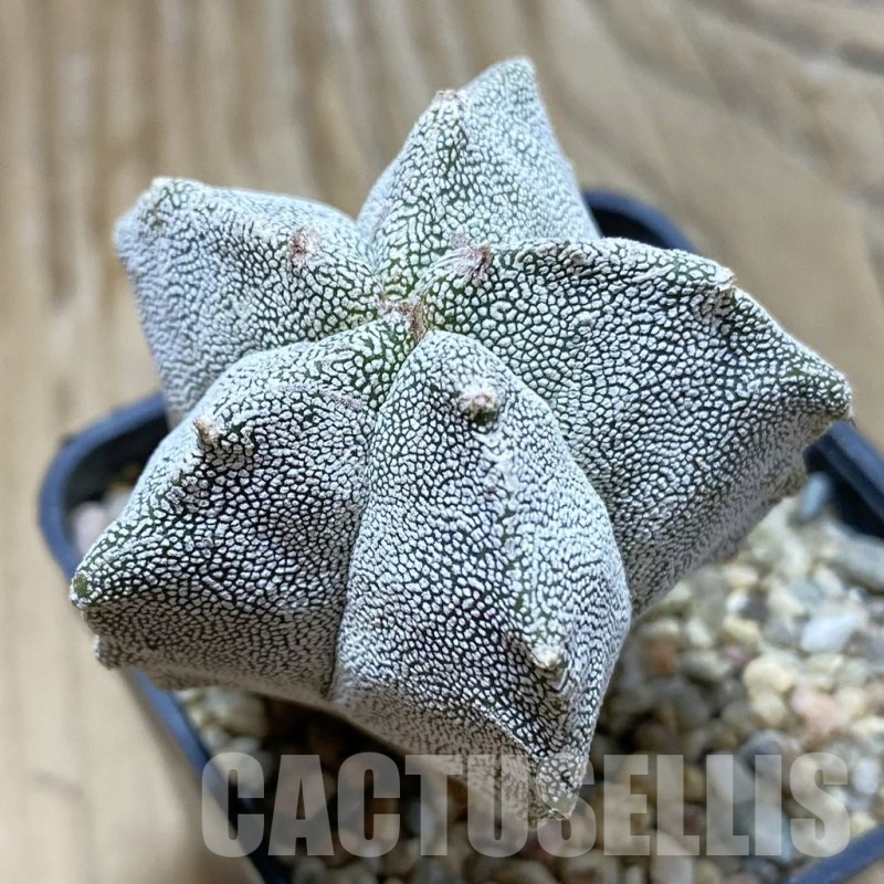 SH12927 Astrophytum myriostigma 'Kikko'