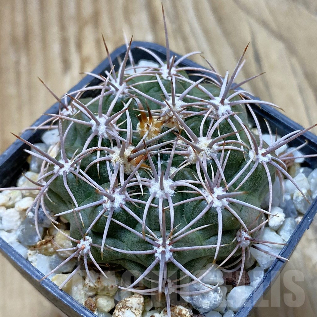 SH12962 Gymnocalycium neuhuberi VS 7