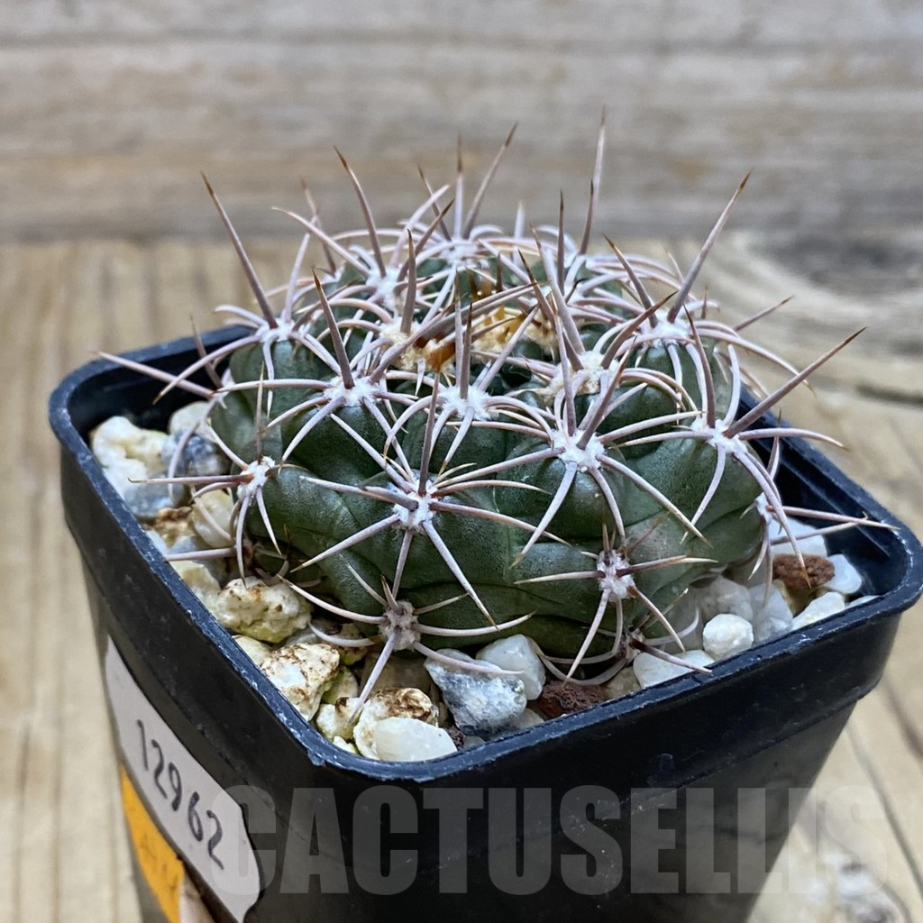 SH12962 Gymnocalycium neuhuberi VS 7 - Зображення 2