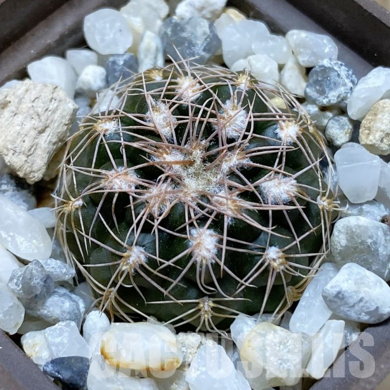 SH12965 Gymnocalycium capillaense