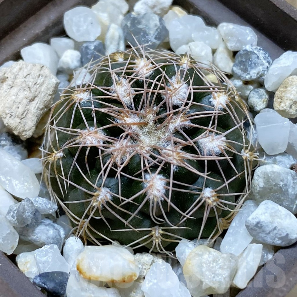 SH12965 Gymnocalycium capillaense