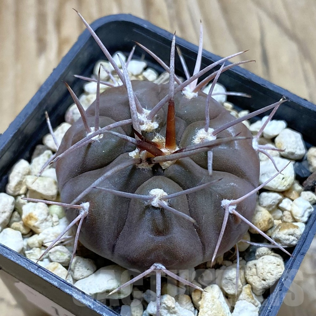 SH12966 Gymnocalycium castellanosii v. bozsingianum P 205