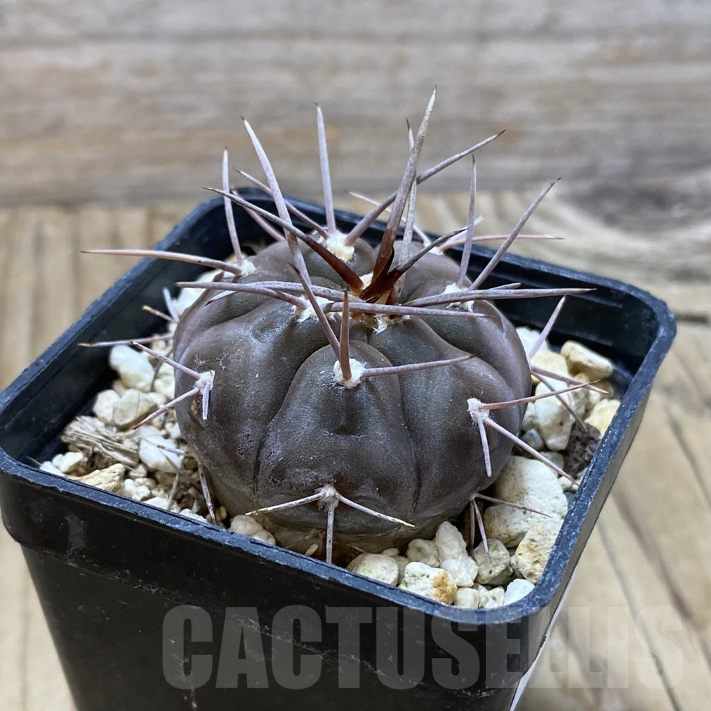 SH12966 Gymnocalycium castellanosii v. bozsingianum P 205 - Image 2