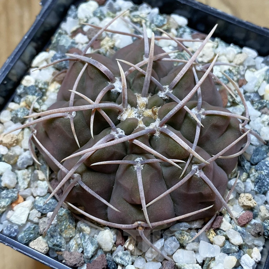 SH12969 Gymnocalycium vatteri -Long spines-
