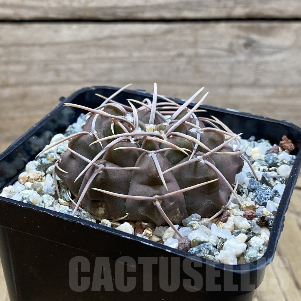 SH12969 Gymnocalycium vatteri -Long spines- - Image 2