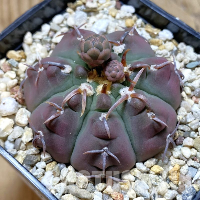 SH12970 Gymnocalycium vatteri v. brevispinus select form
