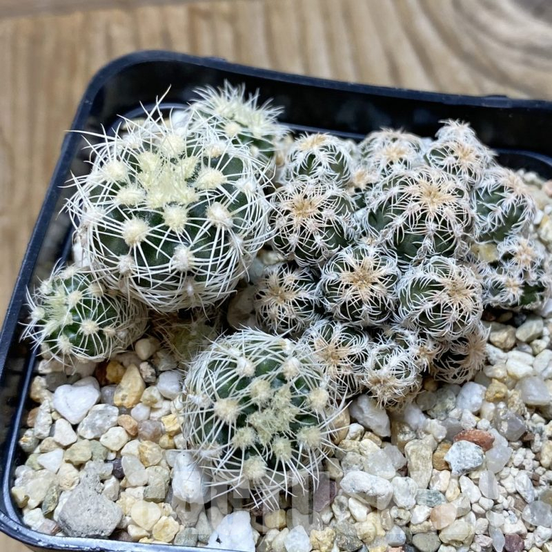 SH12971 Gymnocalycium bruchii v. glaucum, 2 plants