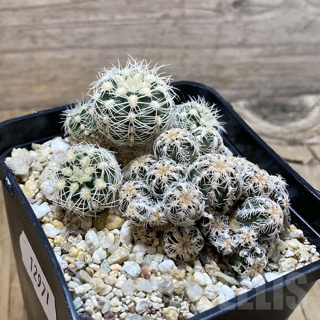 SH12971 Gymnocalycium bruchii v. glaucum, 2 plants - immagine 2
