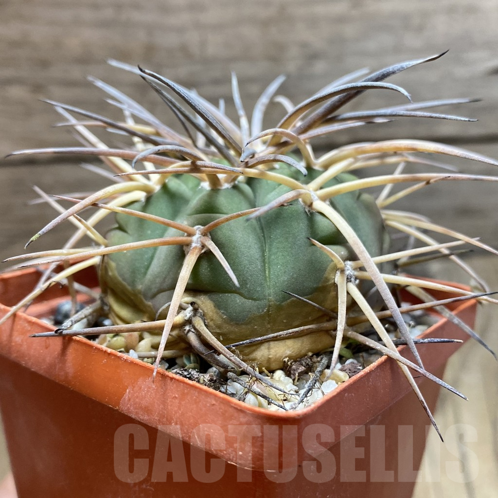 SH12973 Gymnocalycium armatum VOS 74, old 12 years - immagine 2