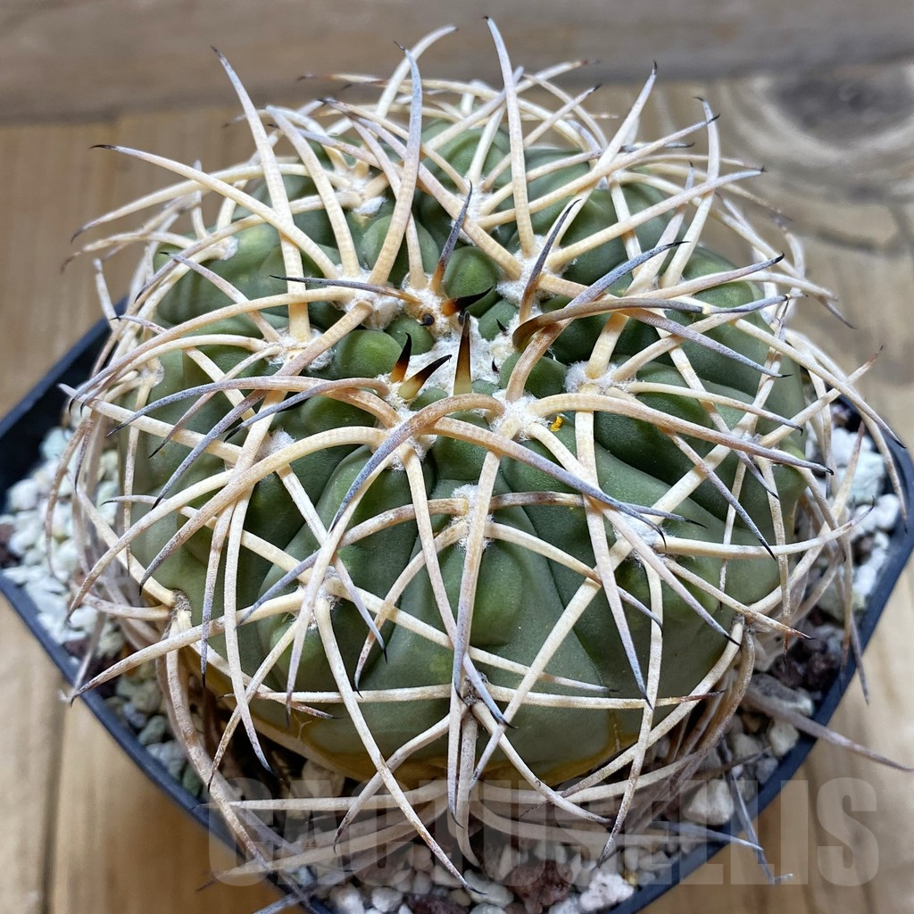 SH12974 Gymnocalycium spegazzinii x cardenasianum, old 15 years