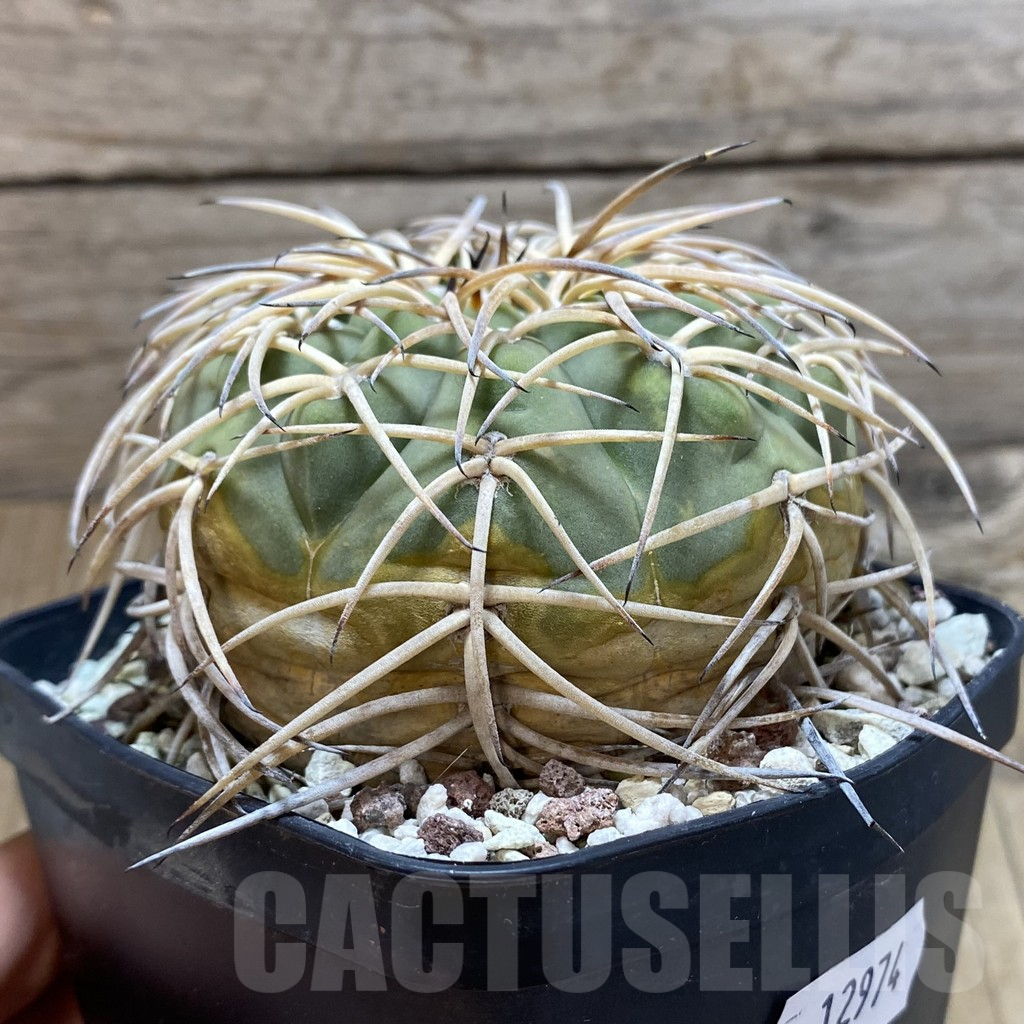 SH12974 Gymnocalycium spegazzinii x cardenasianum, old 15 years - immagine 2