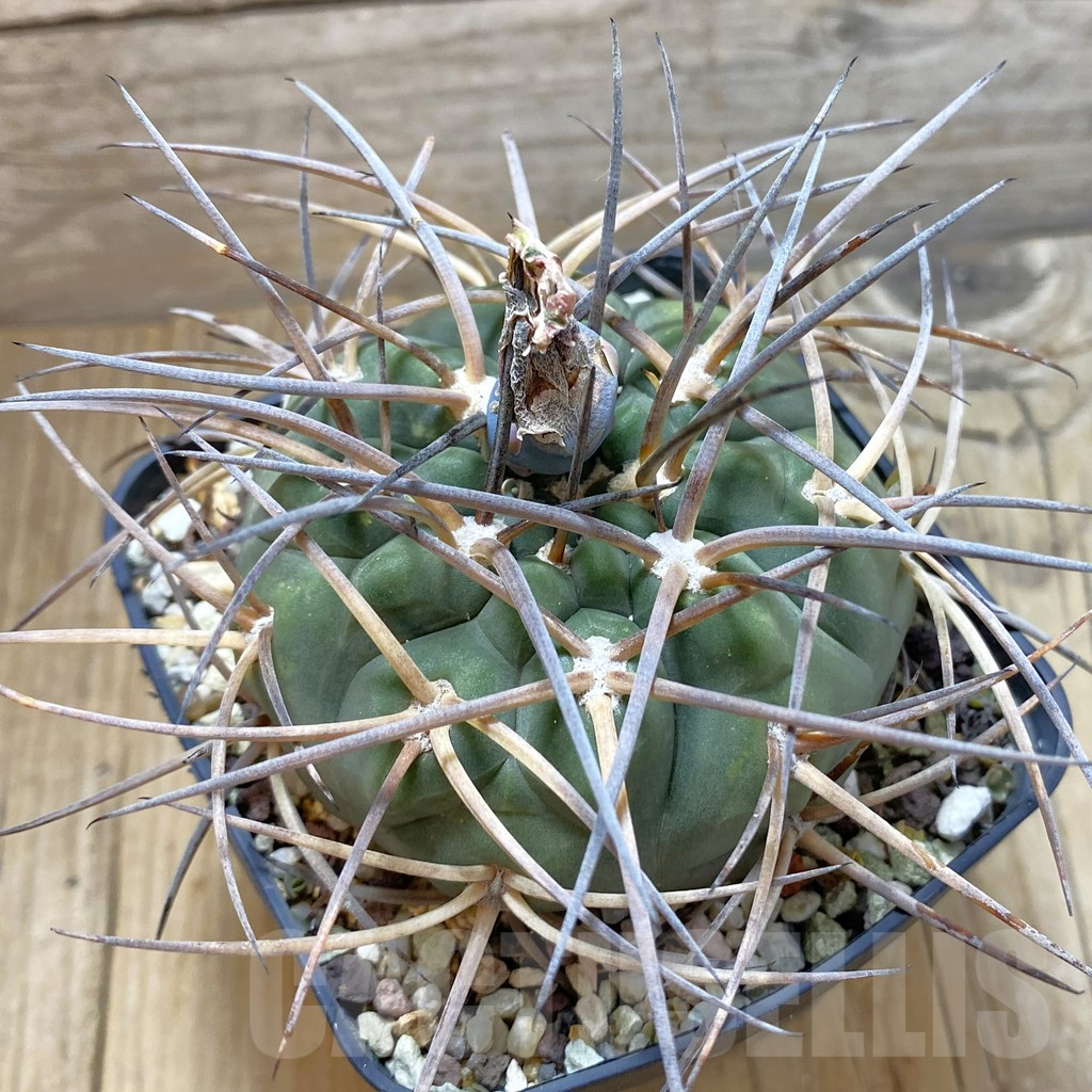 SH12976 Gymnocalycium armatum VOS 373, old 10 years