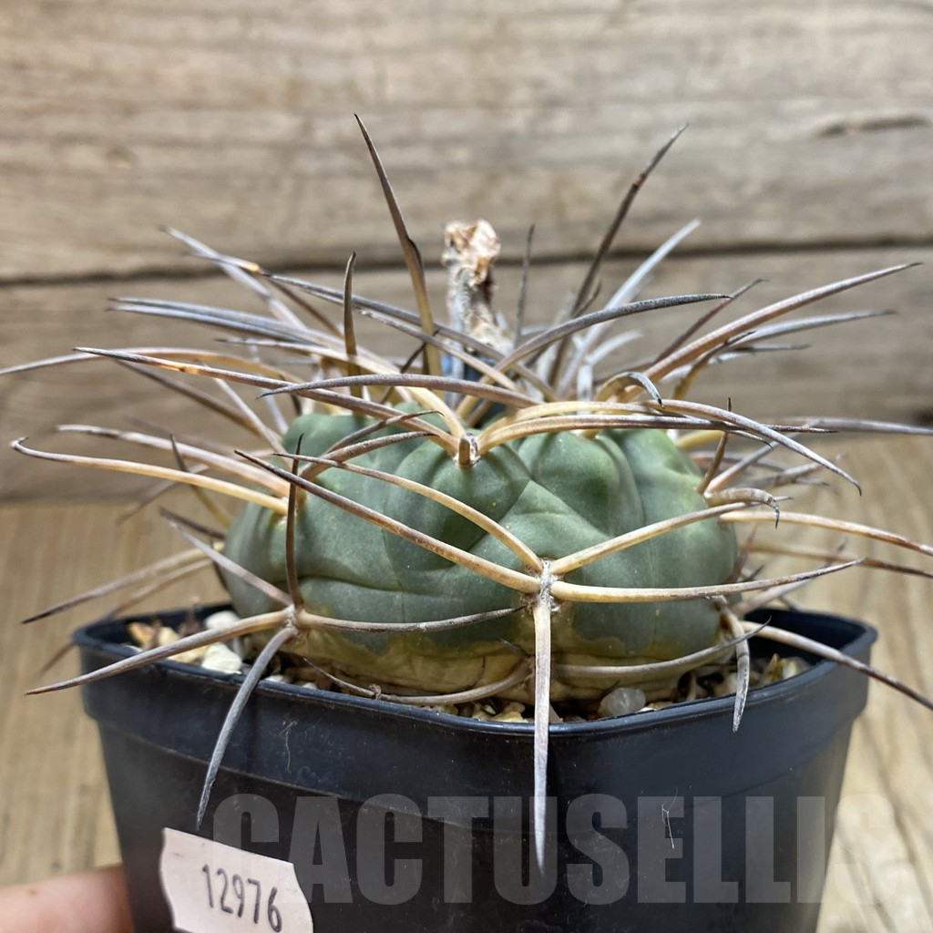 SH12976 Gymnocalycium armatum VOS 373, old 10 years - Image 2