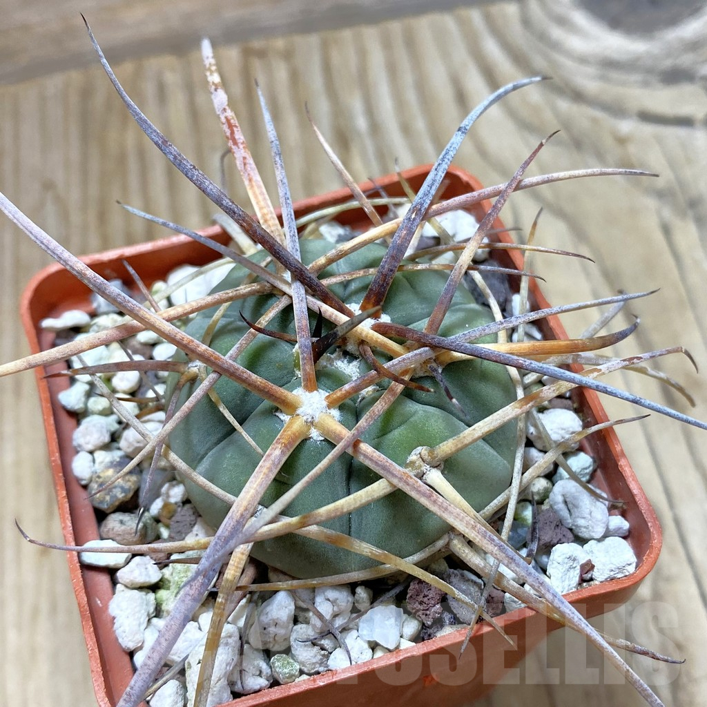 SH12979 Gymnocalycium armatum, old 6 years