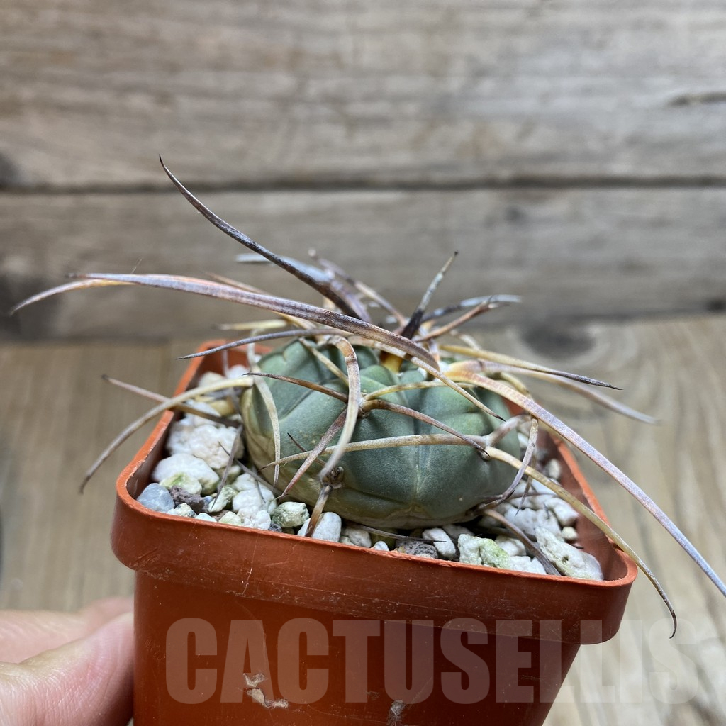 SH12979 Gymnocalycium armatum, old 6 years - Obrázek 2