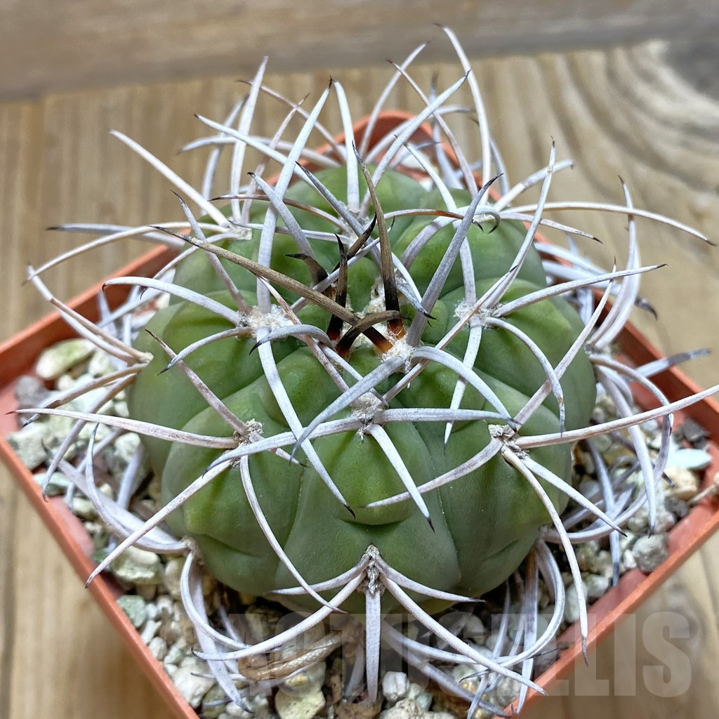 SH12980 Gymnocalycium catamarcense