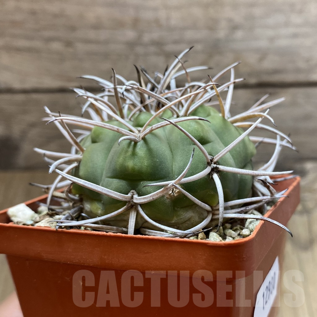 SH12980 Gymnocalycium catamarcense - immagine 2