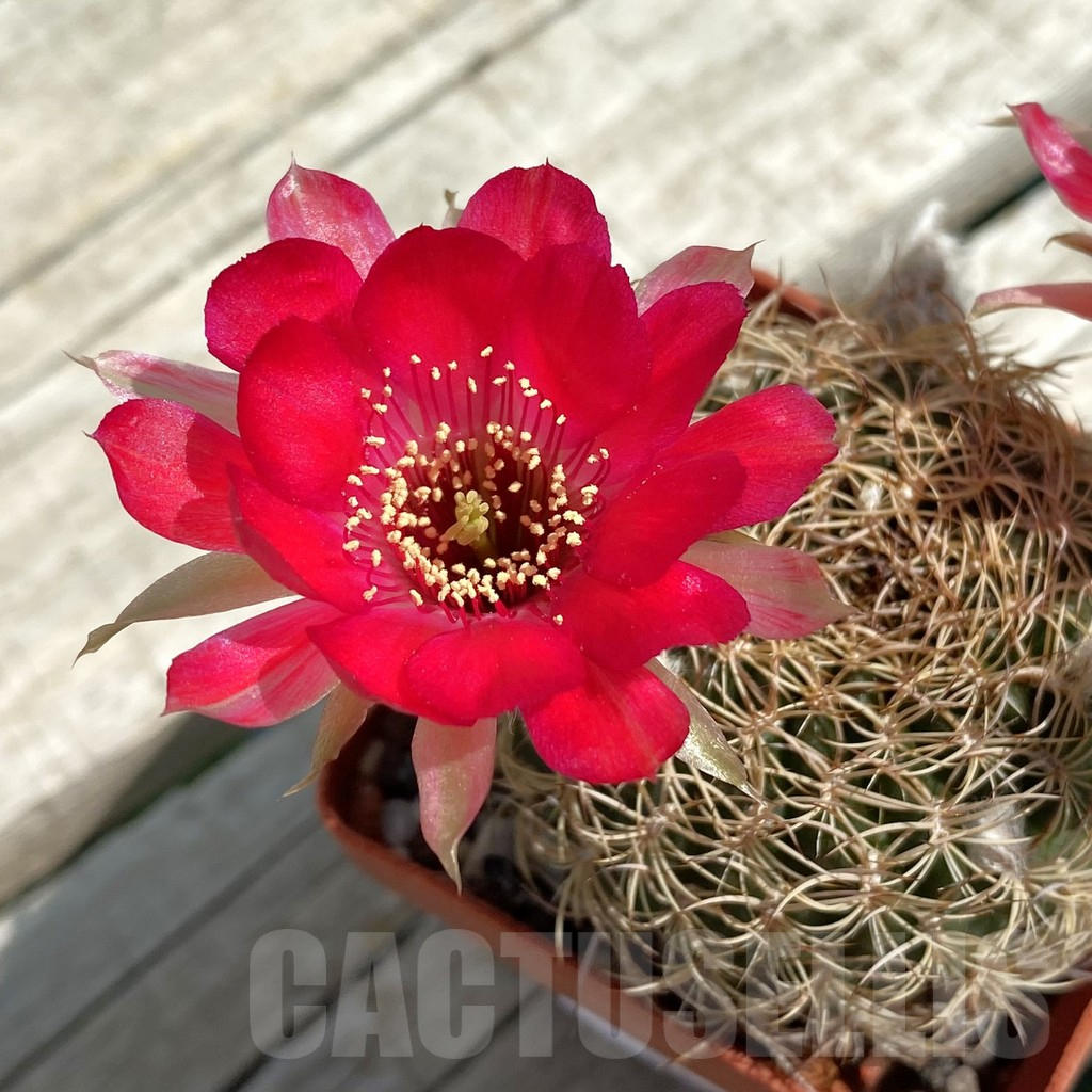 SH12981 Lobivia arachnacantha v. subterranea KK 0528