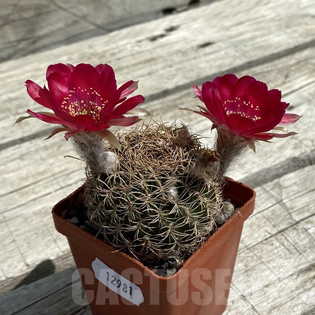 SH12981 Lobivia arachnacantha v. subterranea KK 0528 - Image 2