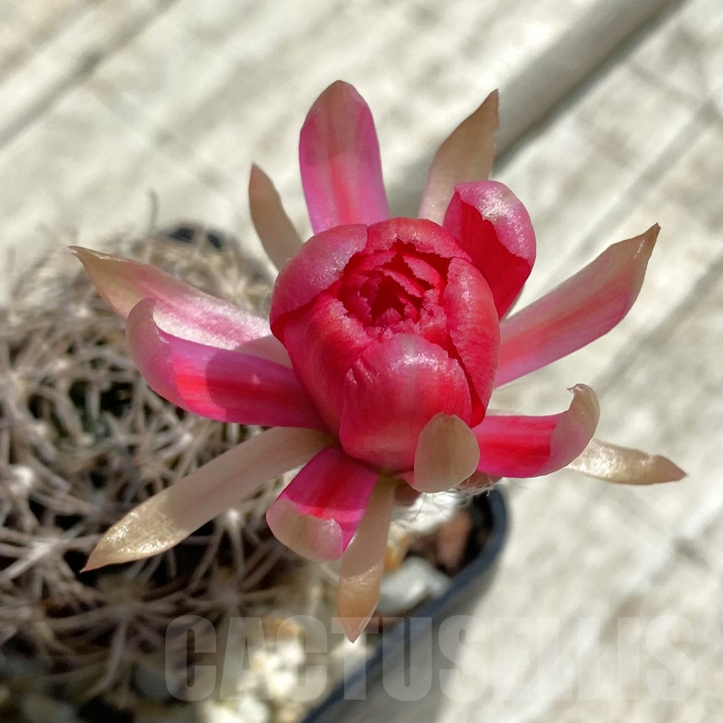 SH12982 Lobivia aff. arachnacantha